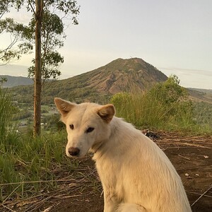 Kintamani