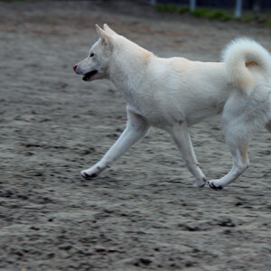 Kishu