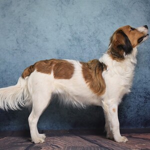Kooikerhondje