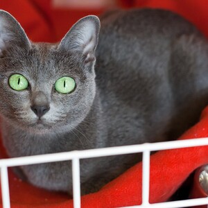Korat