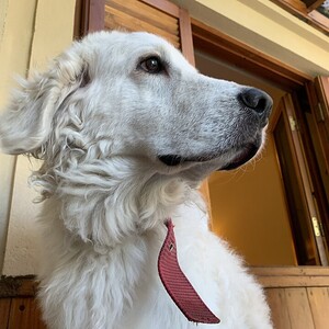 Kuvasz