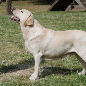 Labrador Retriever
