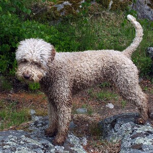 Lagotto Romagnolo