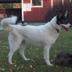 Laika est-siberiană