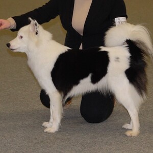 Laika iakută