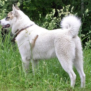 Laika vest-siberiană