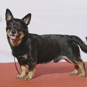 Lancashire Heeler
