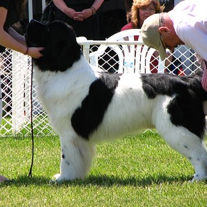 Landseer