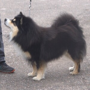 Lapphund finlandez