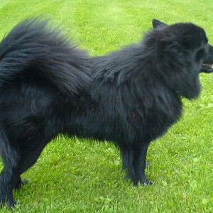 Lapphund suedez