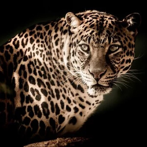 Leopardul