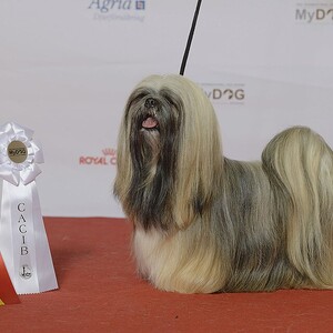 Lhasa Apso