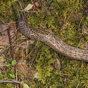 Limax maximus cu pete întunecate și tentacule întinse pe mușchi