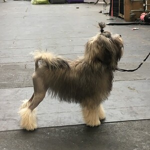 Löwchen