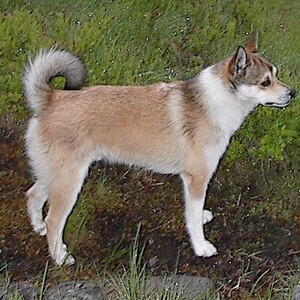 Lundehund norvegian