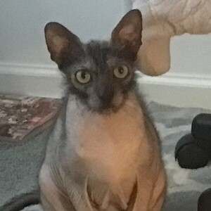 Lykoi