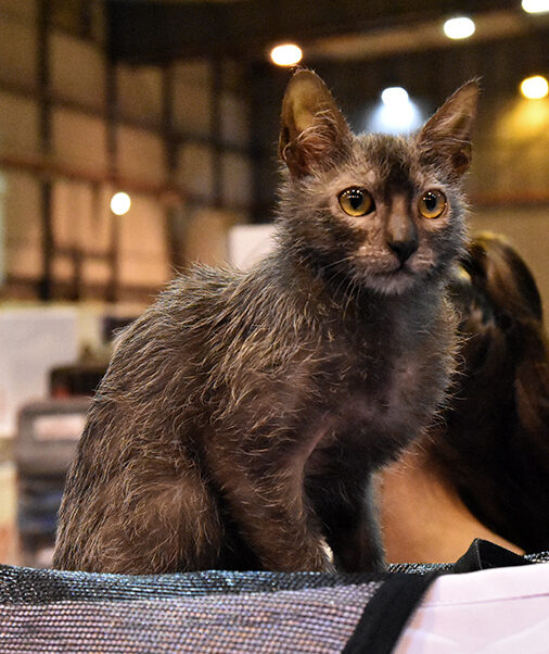 Pisică Lykoi cu blană pestriță