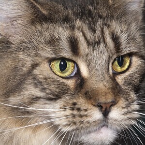 Maine Coon