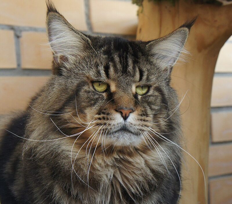 Maine Coon mare, portret