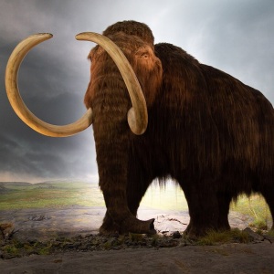 Model în mărime naturală al unui mamut lânos cu blană lungă maronie și colți mari curbați