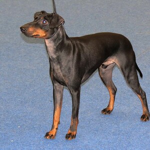 Manchester Terrier