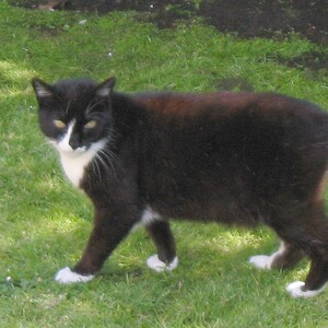 Manx