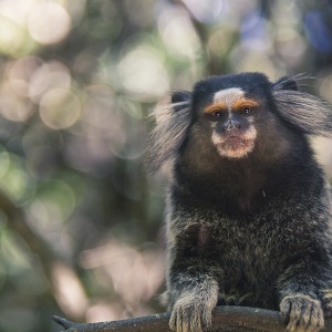 Marmosetă comună cu fața închisă și smocuri albe de păr la urechi