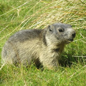 Marmotă