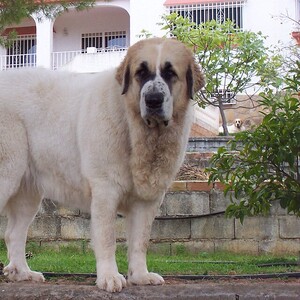 Mastiff de Pirinei