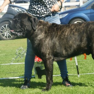 Mastiff englez