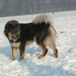 Mastiff tibetan