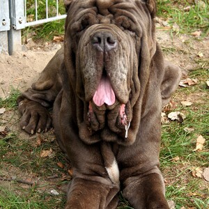 Mastino Napoletano