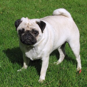 Mops