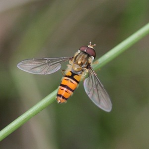 Musca-sirfidă