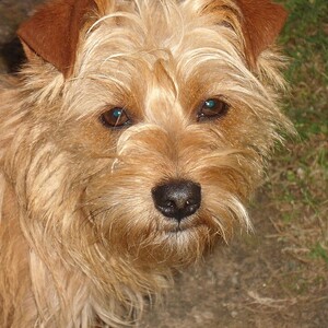 Norfolk Terrier