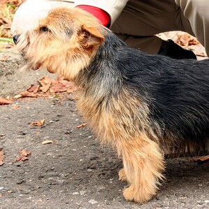 Norwich Terrier