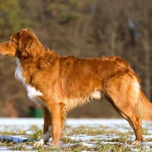Nova Scotia Duck Tolling Retriever