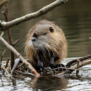 Nutria