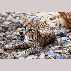 Ocelotul