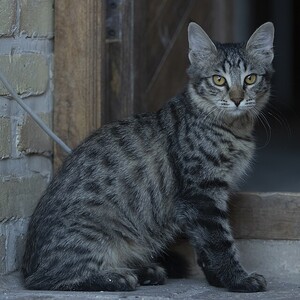 Ocicat