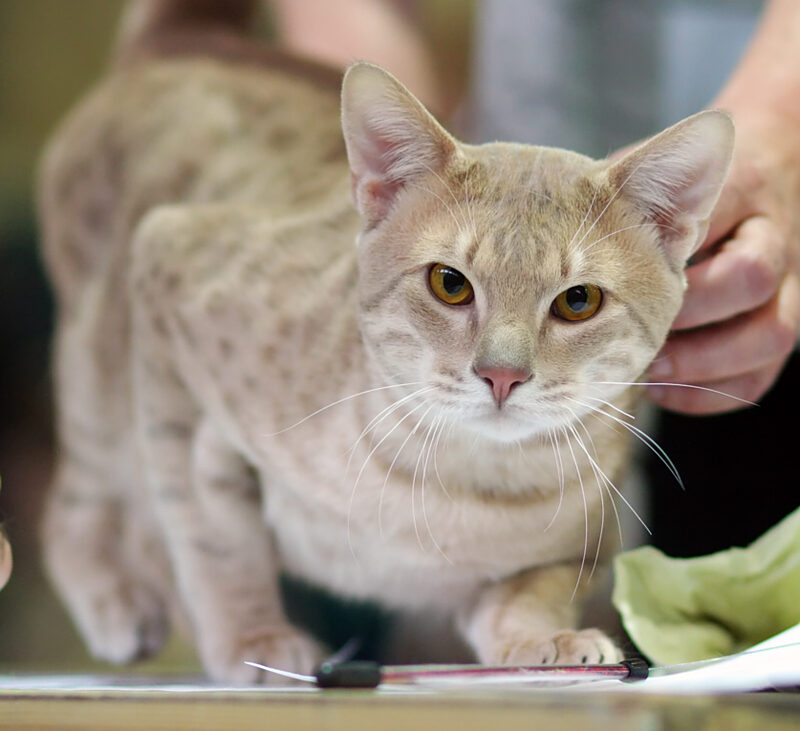 Pisică Ocicat la o expoziție
