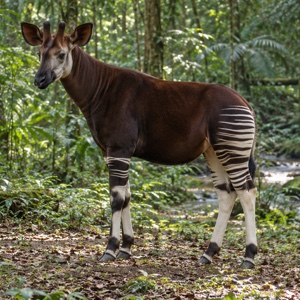 Okapi