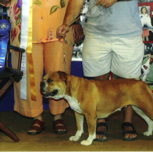 Olde English Bulldogge