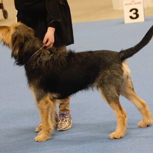 Otterhound