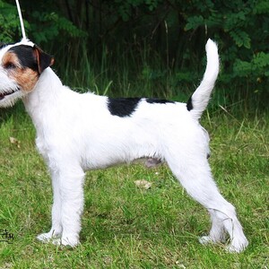 Parson Russell Terrier