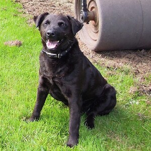 Patterdale Terrier