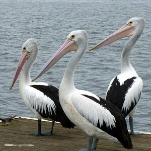 Pelicanul