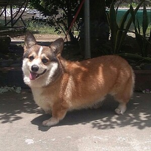 Pembroke Welsh Corgi