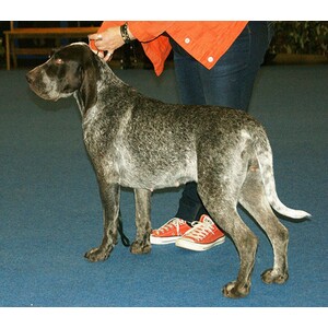 Perdiguero de Burgos