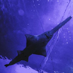 Peștele fierăstrău